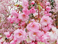 ここに注目! 約50種の桜が共演