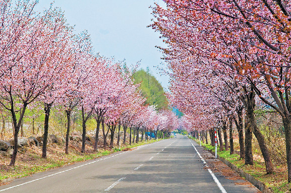 【弘前・岩木山麓】世界一の桜並木に感動!