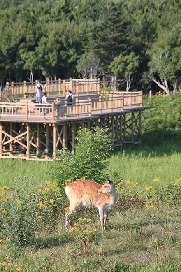 高架木道を歩く