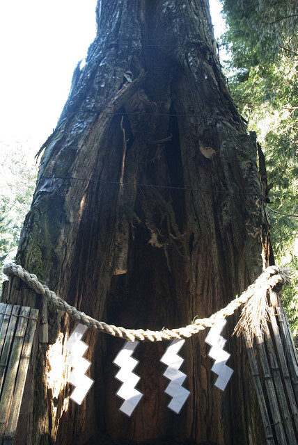 【日光東照宮×プチ名所】奥宮 叶杉