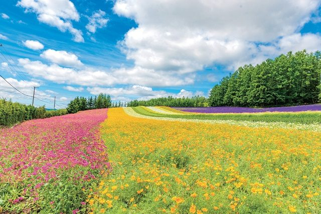 代表的な花畑 彩りの畑