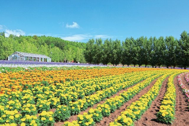 花畑めぐりはここから!花人の畑