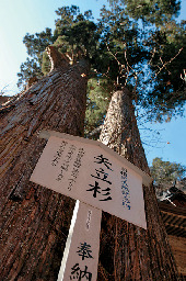 【榛名神社のパワースポット】矢立杉
