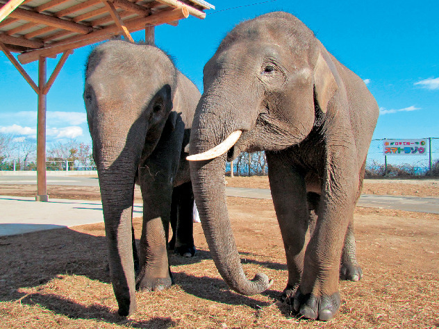 国内唯一のゾウとご対面!
