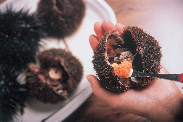 昆布の産地はウニもおいしい!