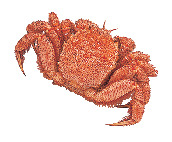 春の北海道旅行 旬の食材