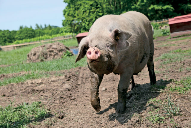いろいろある!北海道のブランド豚