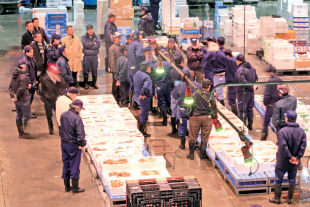 全国でも札幌だけ!毛ガニの競り見学