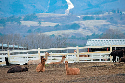 那須アルパカ牧場