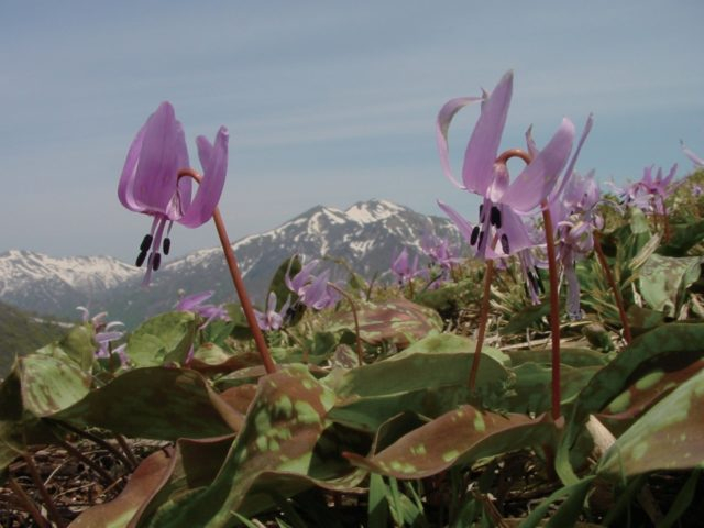 【谷川岳×季節の高山植物】5月 カタクリ