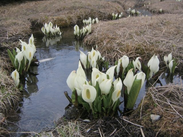 【谷川岳×季節の高山植物】5月 ミズバショウ