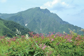 【谷川岳×季節の高山植物】7〜8月 シモツケソウ
