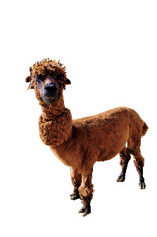 アルパカゾーン