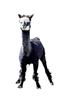 アルパカゾーン