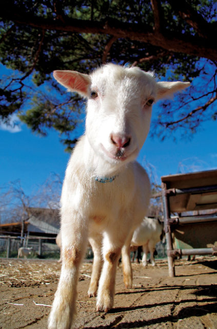 ふれあい広場&牧場