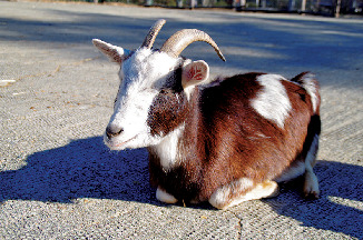 ふれあい広場&牧場