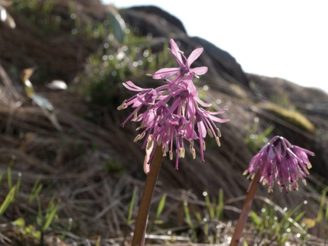 【谷川岳×季節の高山植物】4〜8月 ショウジョウバカマ