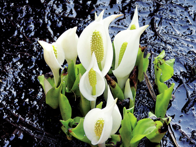 【尾瀬×花】春