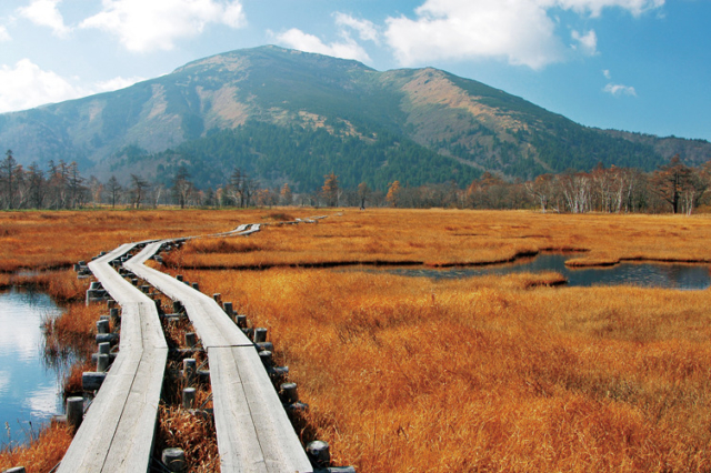 【尾瀬×花】秋