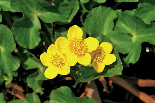 【尾瀬×花】春