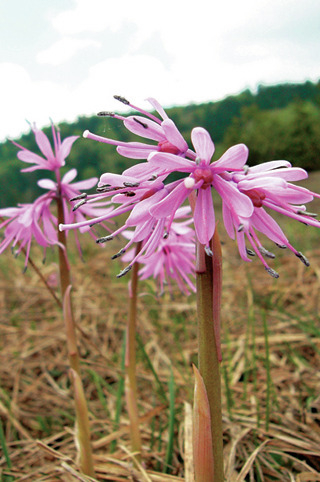 【尾瀬×花】春