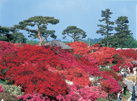 つつじが岡公園