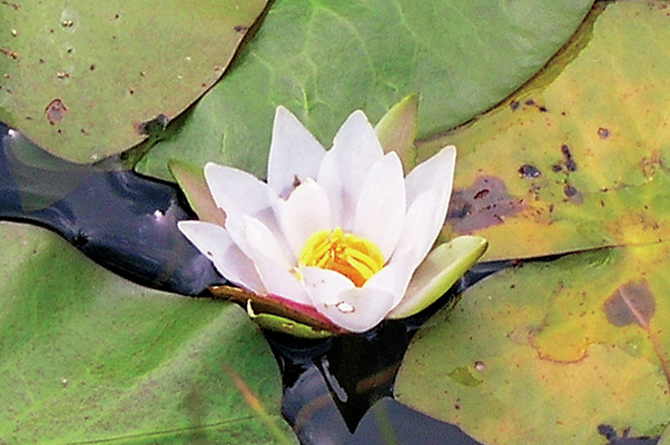 【尾瀬×花】夏