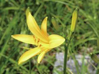 【尾瀬×花】夏