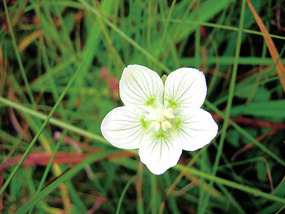 【尾瀬×花】秋