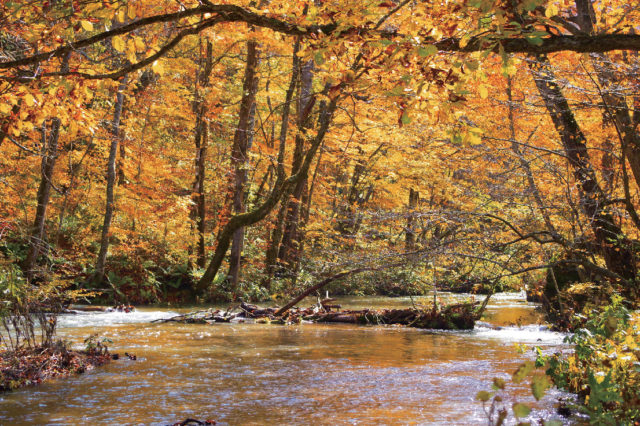 清流と緑に癒される奥入瀬渓流