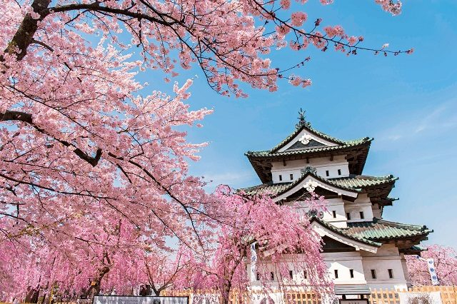 2600本が咲き誇る弘前公園の桜
