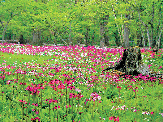 【日光・那須×シーズンカレンダー】6月