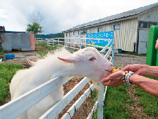 【日光・霧降高原×ドライブ】6.大笹牧場で大自然を満喫
