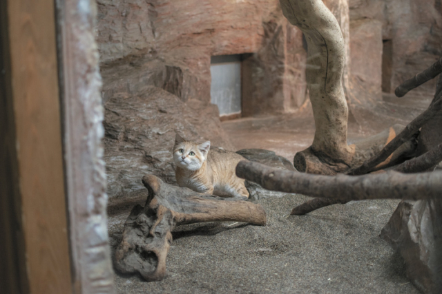 【栃木・那須どうぶつ王国×珍しい動物】スナネコ