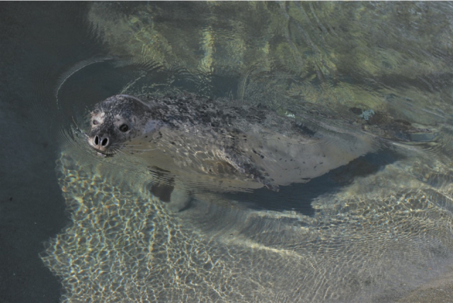 【栃木・那須どうぶつ王国×ふれあい体験】ゴマフアザラシ