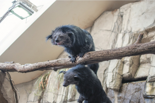 【栃木・那須どうぶつ王国×珍しい動物】アジアのユニークな動物