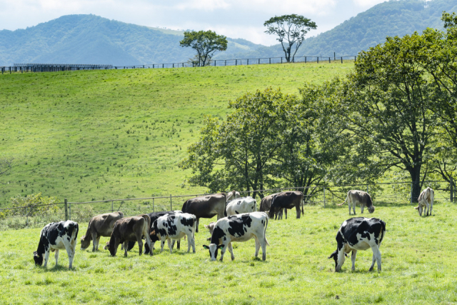 【日光・霧降高原×ドライブ】6.大笹牧場で大自然を満喫