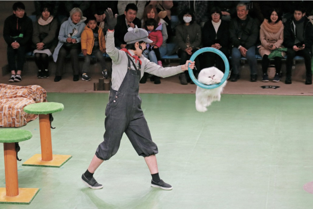 【栃木・那須どうぶつ王国×パフォーマンス】ザ・キャッツ