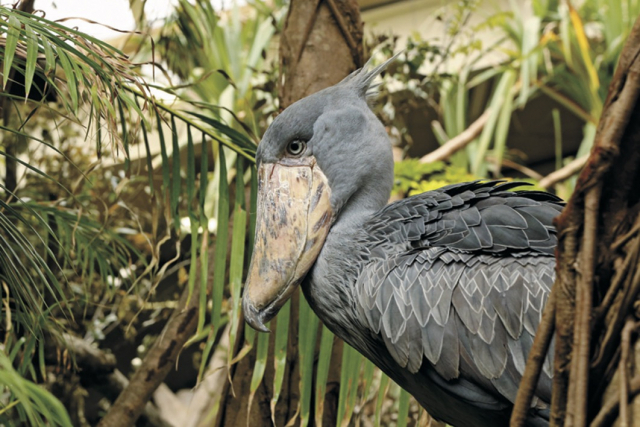 【栃木・那須どうぶつ王国×珍しい動物】亜熱帯の動物