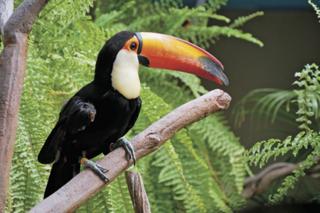 【栃木・那須どうぶつ王国×珍しい動物】亜熱帯の動物