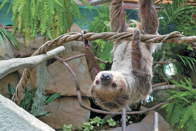 【栃木・那須どうぶつ王国×珍しい動物】のんびりした動物