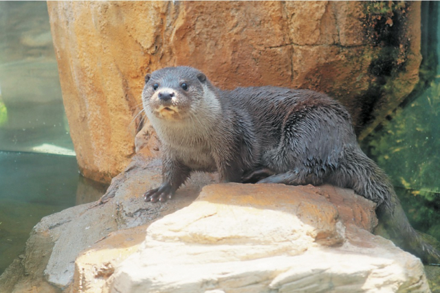 【栃木・那須どうぶつ王国×珍しい動物】アジアのユニークな動物