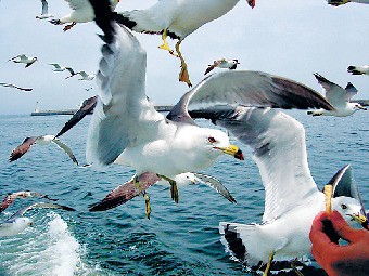 八戸港観光遊覧船