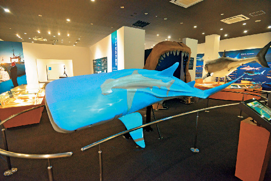 気仙沼 海の市 シャークミュージアム