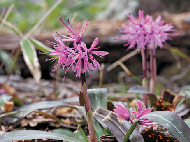 【栃木】那須高原の花図鑑