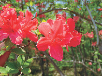 【栃木】那須高原の花図鑑