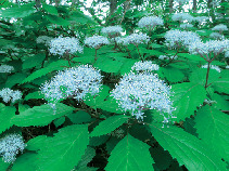 【栃木】那須高原の花図鑑