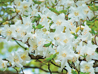 【マウントジーンズ那須ゴンドラ×山頂トレッキング】ゴヨウツツジ展望台コース