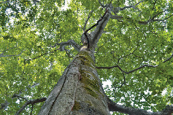 【ゴンドラで山頂トレッキング×ゴヨウツツジ展望台コース】ブナ遊歩道
