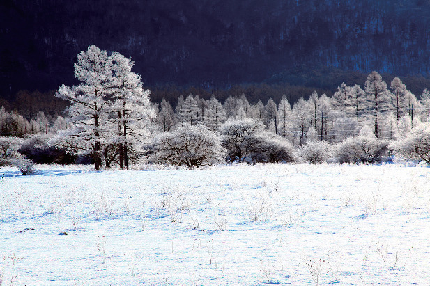 【日光・那須×季節の絶景スポット】静寂に包まれる氷と雪の世界「戦場ヶ原の冬景色」